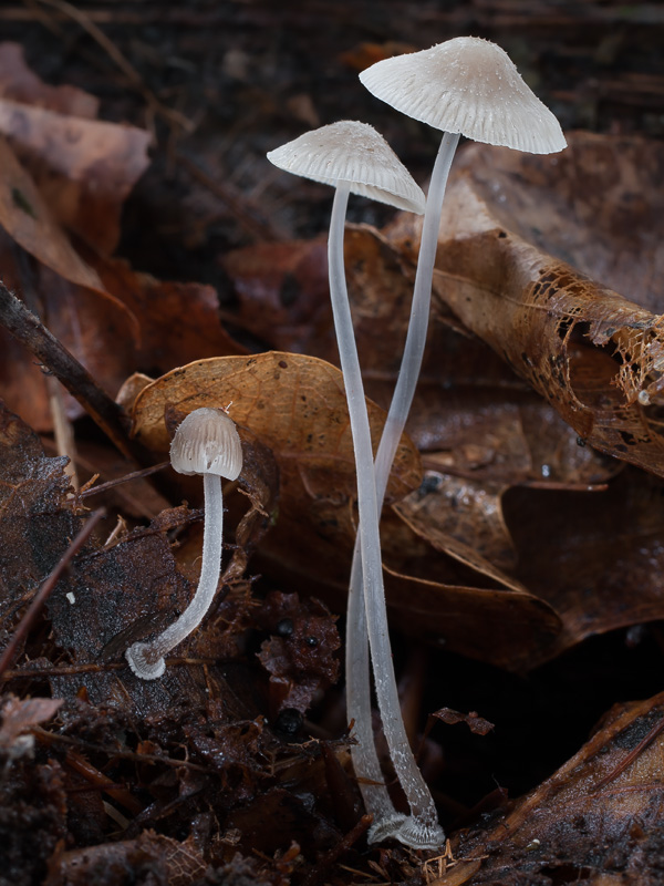 Mycena stylobates